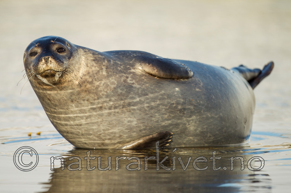 KA_140612_3999 / Phoca vitulina / Steinkobbe