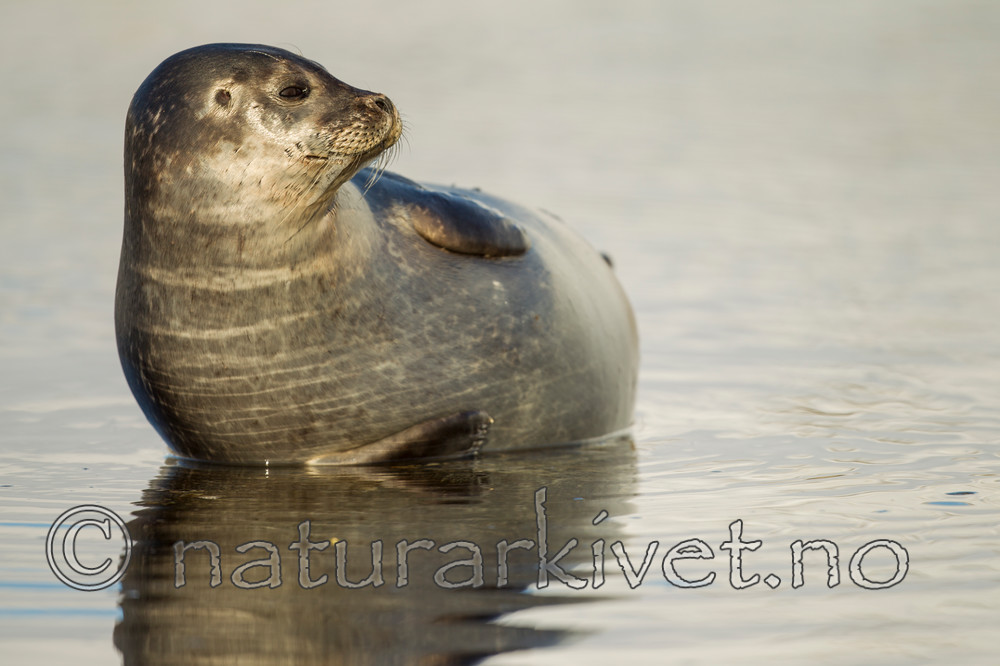 KA_140612_4007 / Phoca vitulina / Steinkobbe