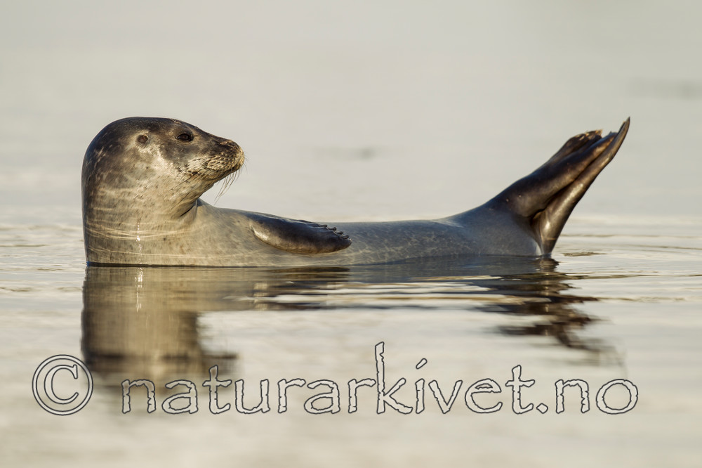 KA_140612_4064 / Phoca vitulina / Steinkobbe
