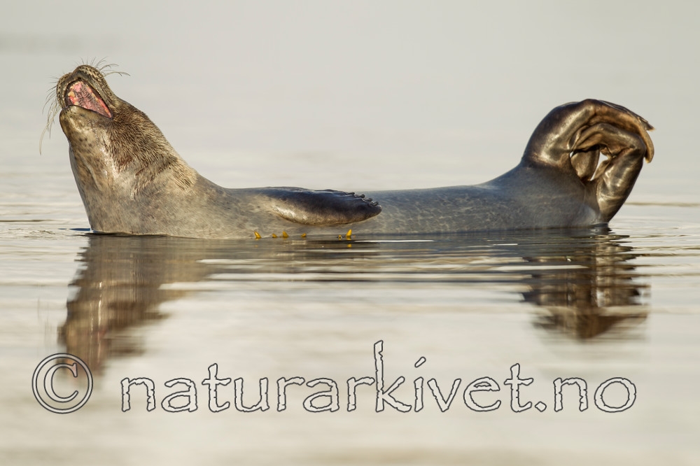 KA_140612_4075 / Phoca vitulina / Steinkobbe