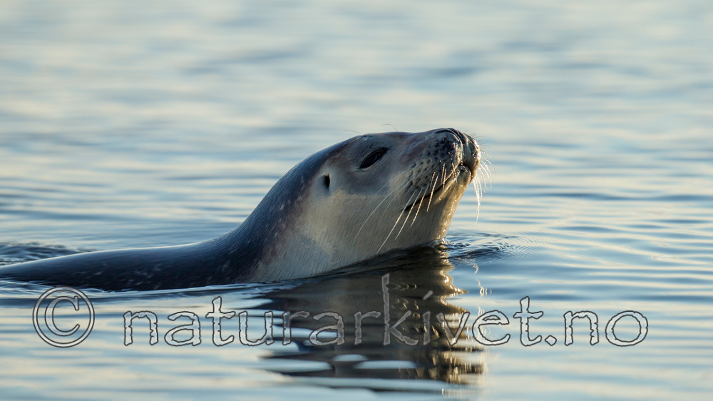 KA_140613_4085 / Phoca vitulina / Steinkobbe