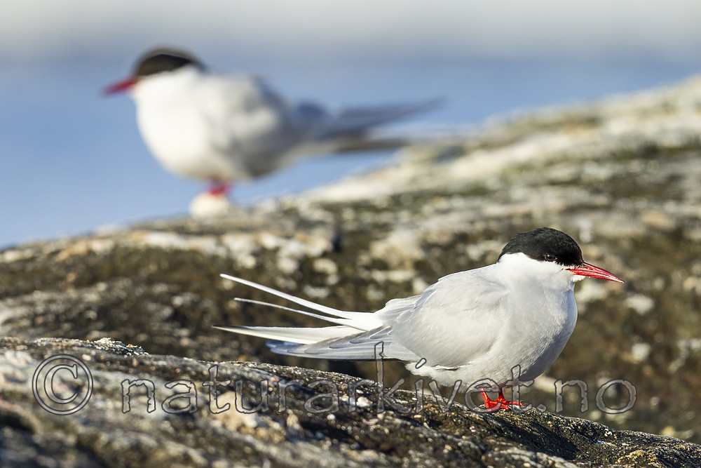 KA_140613_4090 / Sterna paradisaea / Rødnebbterne