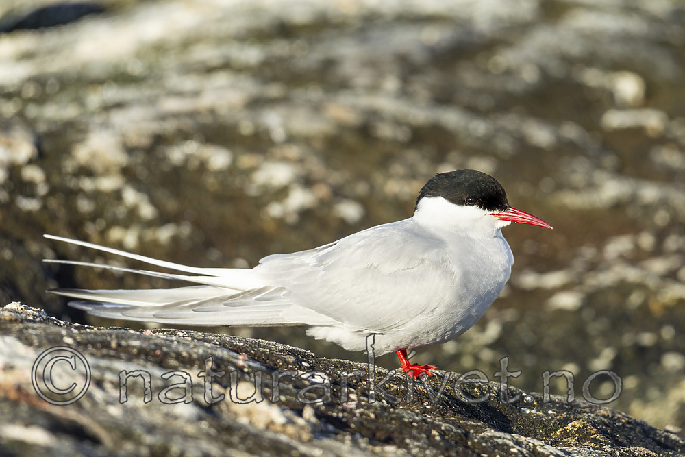 KA_140613_4091 / Sterna paradisaea / Rødnebbterne