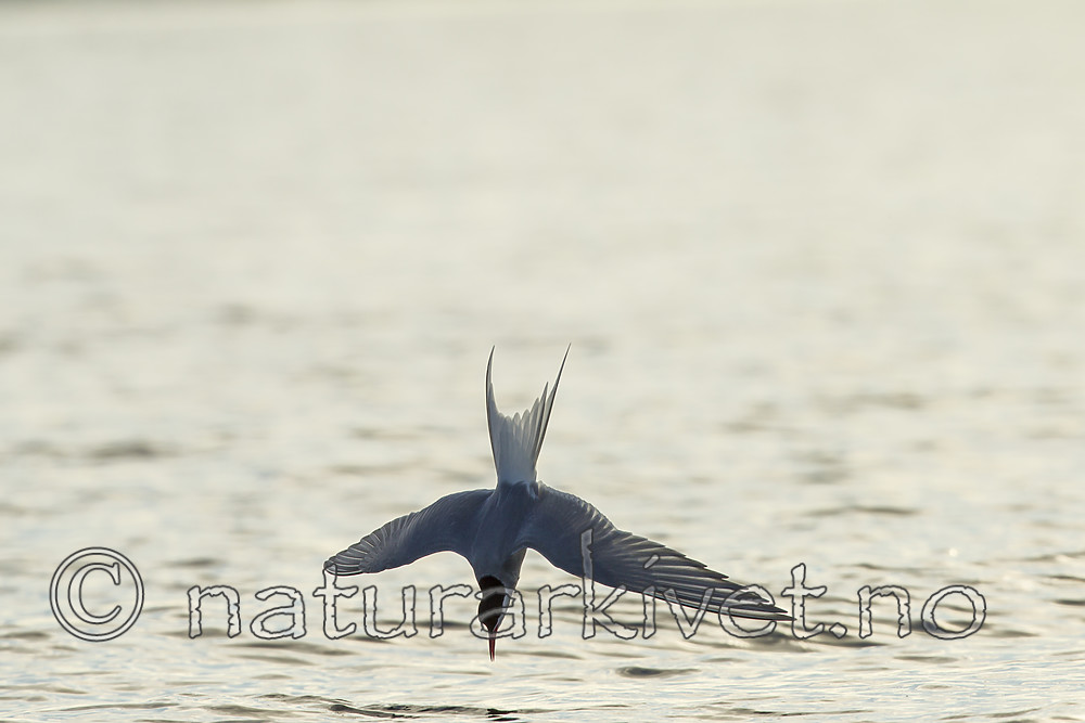 KA_140613_4102 / Sterna paradisaea / Rødnebbterne