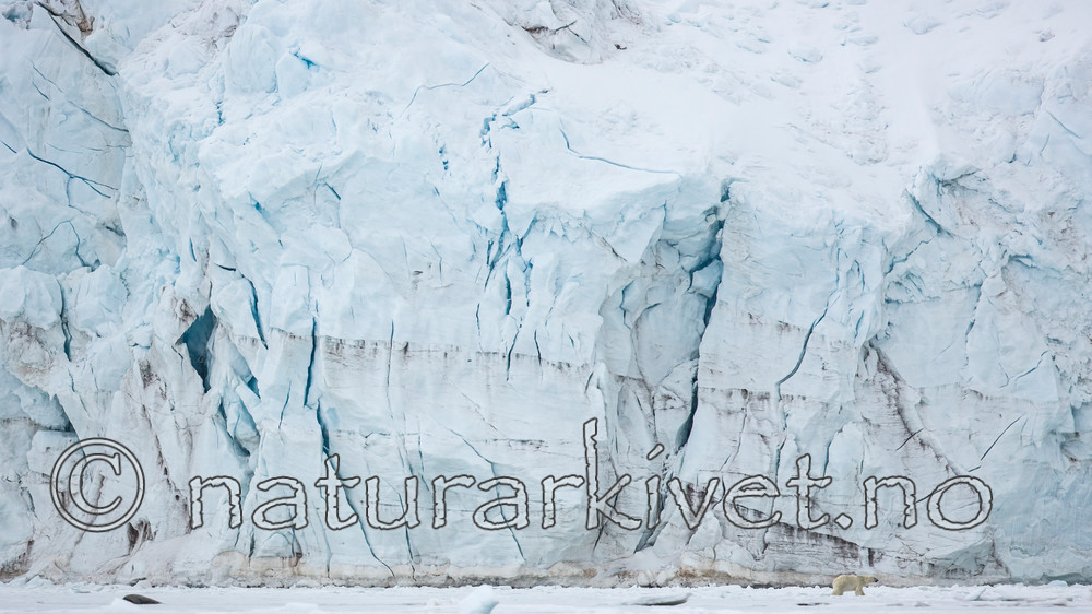 KA_140613_4135 / Ursus maritimus / Isbjørn