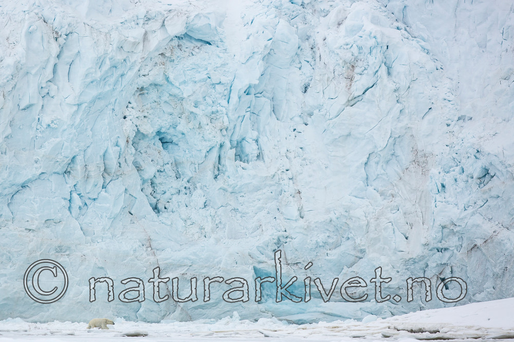 KA_140613_4136 / Ursus maritimus / Isbjørn