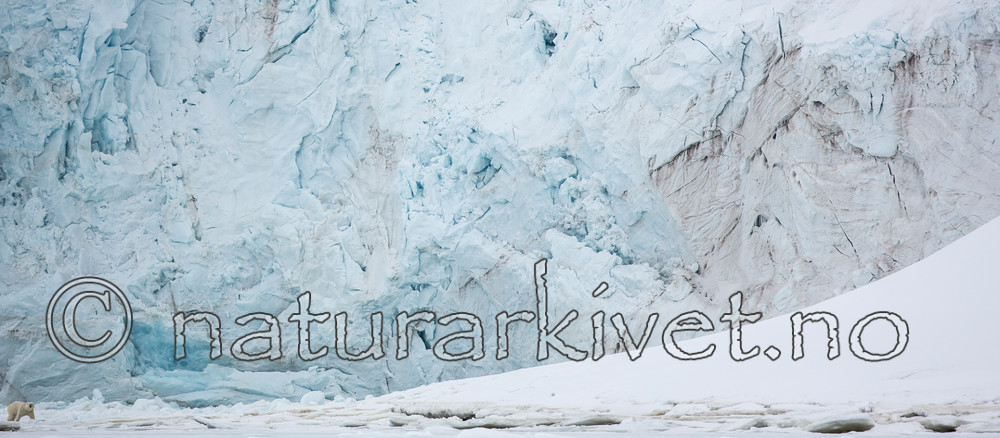 KA_140613_4138 / Ursus maritimus / Isbjørn