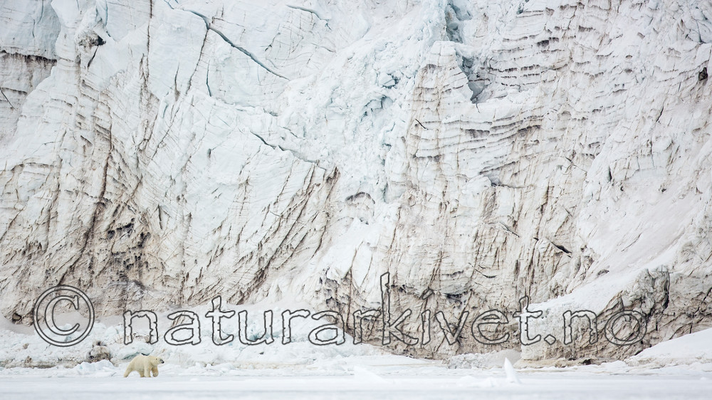 KA_140613_4143 / Ursus maritimus / Isbjørn