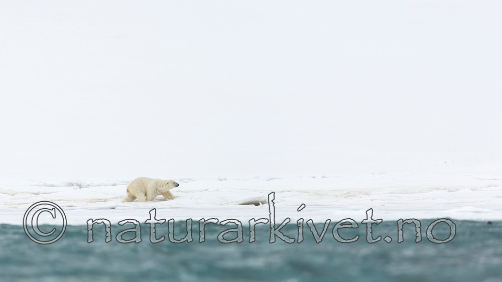 KA_140613_4148 / Ursus maritimus / Isbjørn