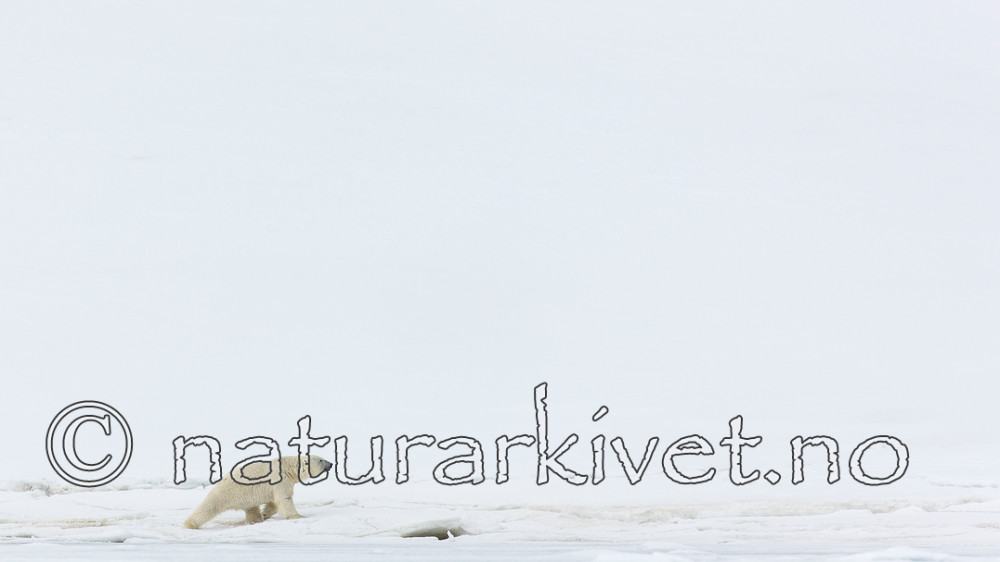 KA_140613_4149 / Ursus maritimus / Isbjørn