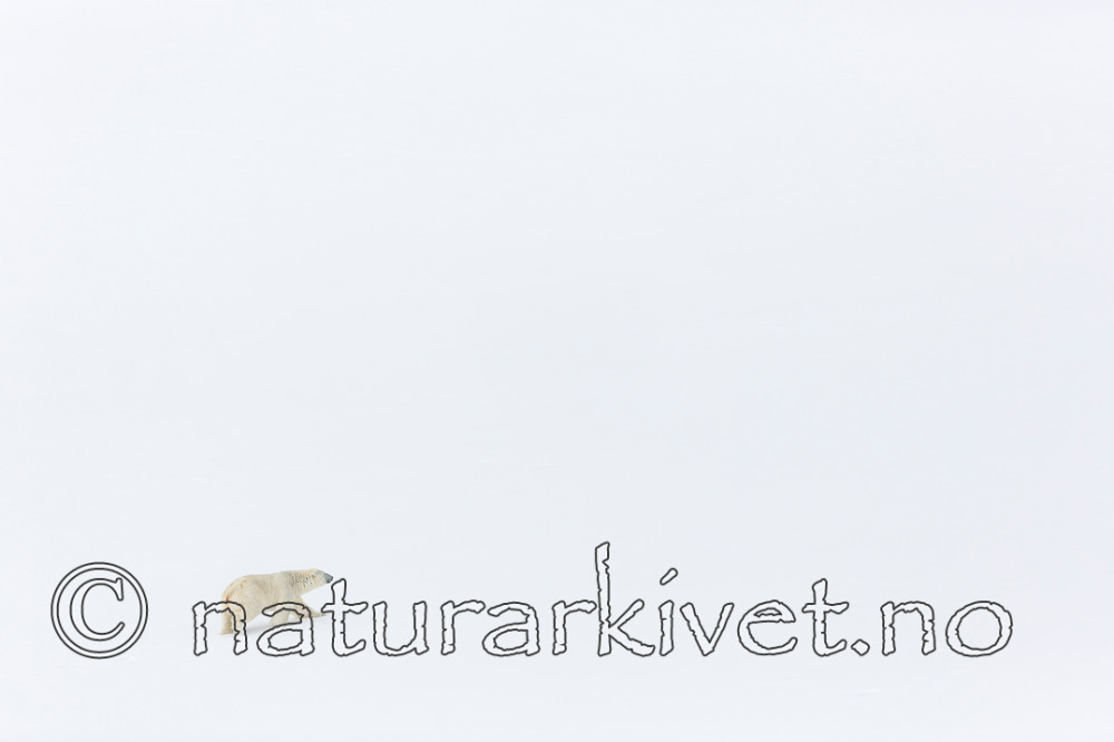 KA_140613_4155 / Ursus maritimus / Isbjørn
