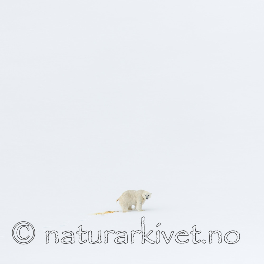 KA_140613_4157 / Ursus maritimus / Isbjørn
