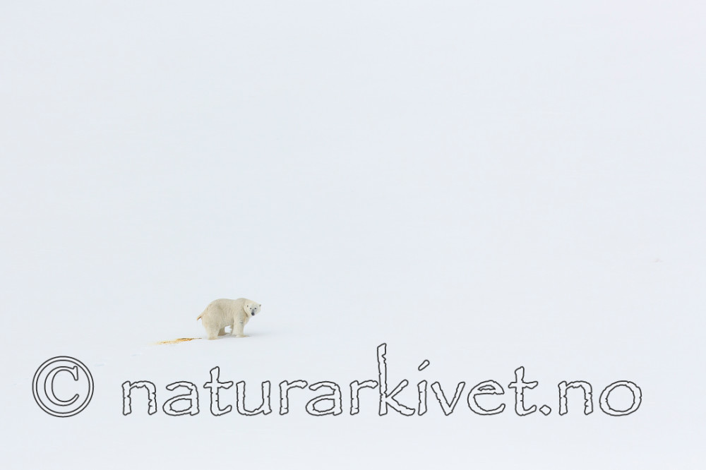 KA_140613_4158 / Ursus maritimus / Isbjørn