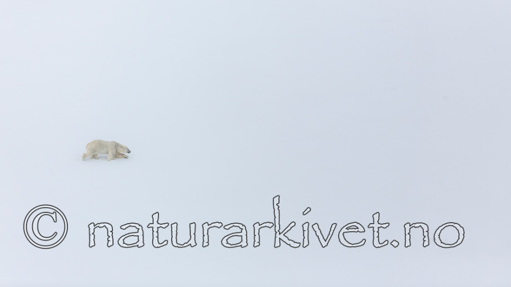 KA_140613_4179 / Ursus maritimus / Isbjørn