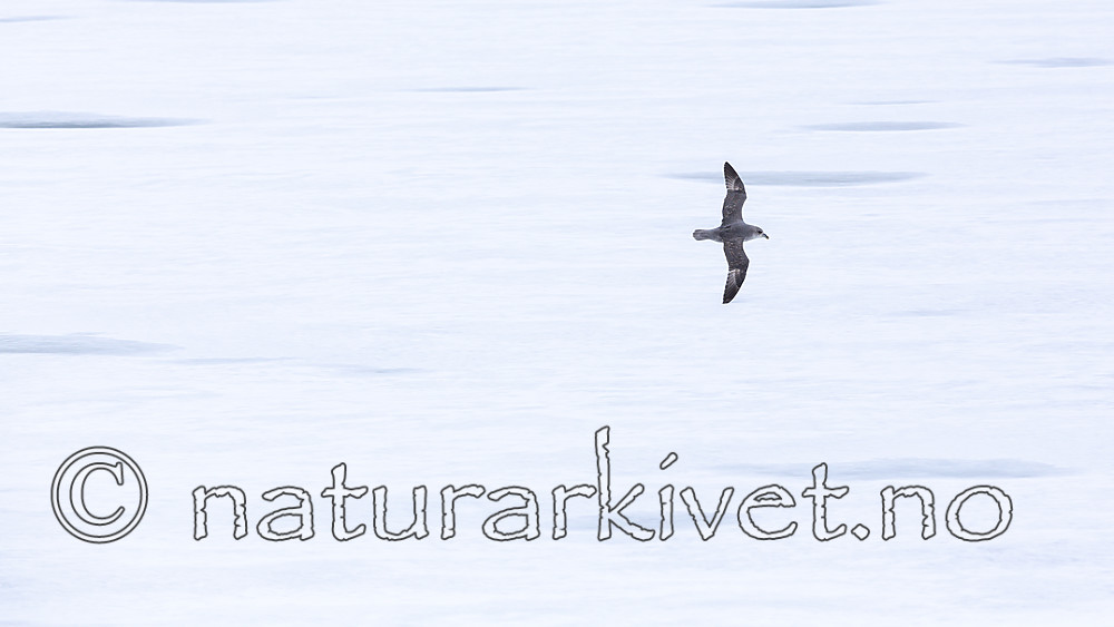 KA_140614_4576 / Fulmarus glacialis / Havhest