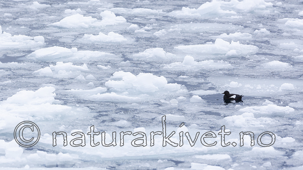 KA_140614_4588 / Cepphus grylle / Teist