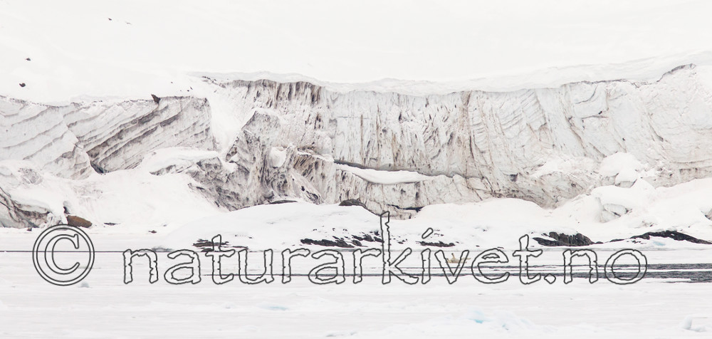 KA_140614_4641 / Ursus maritimus / Isbjørn
