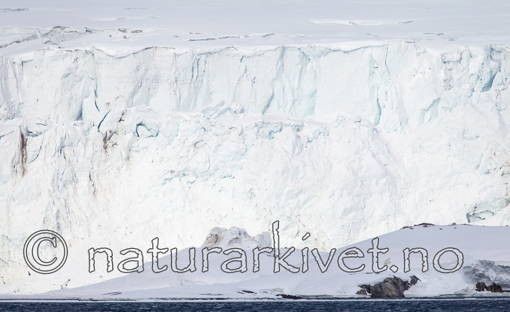 KA_140614_4645 / Ursus maritimus / Isbjørn