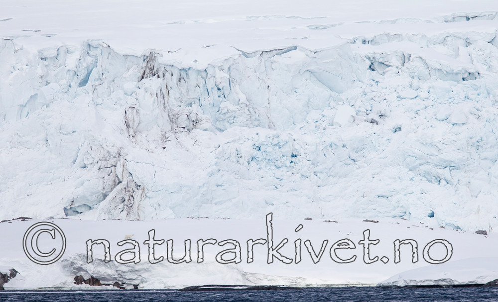 KA_140614_4647 / Ursus maritimus / Isbjørn