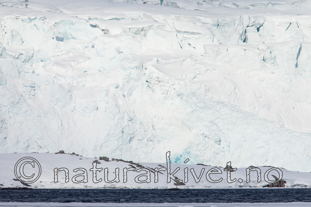 KA_140614_4648 / Ursus maritimus / Isbjørn