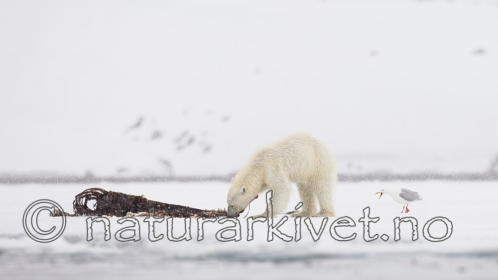 KA_140614_4662 / Larus hyperboreus / Polarmåke <br /> Ursus maritimus / Isbjørn