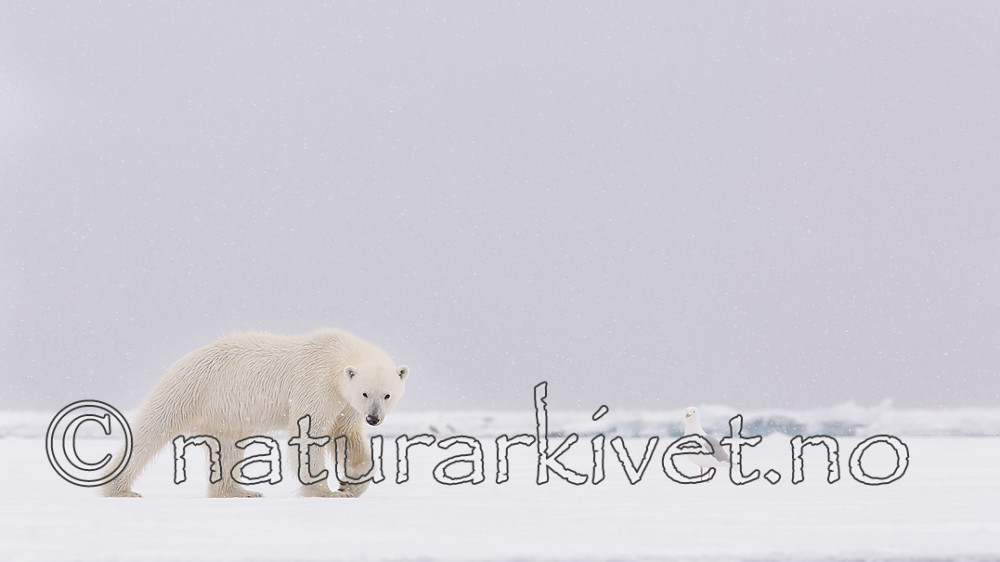 KA_140614_4677 / Larus hyperboreus / Polarmåke <br /> Ursus maritimus / Isbjørn