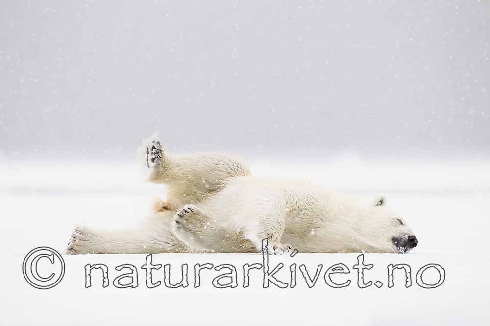 KA_140614_4683 / Ursus maritimus / Isbjørn