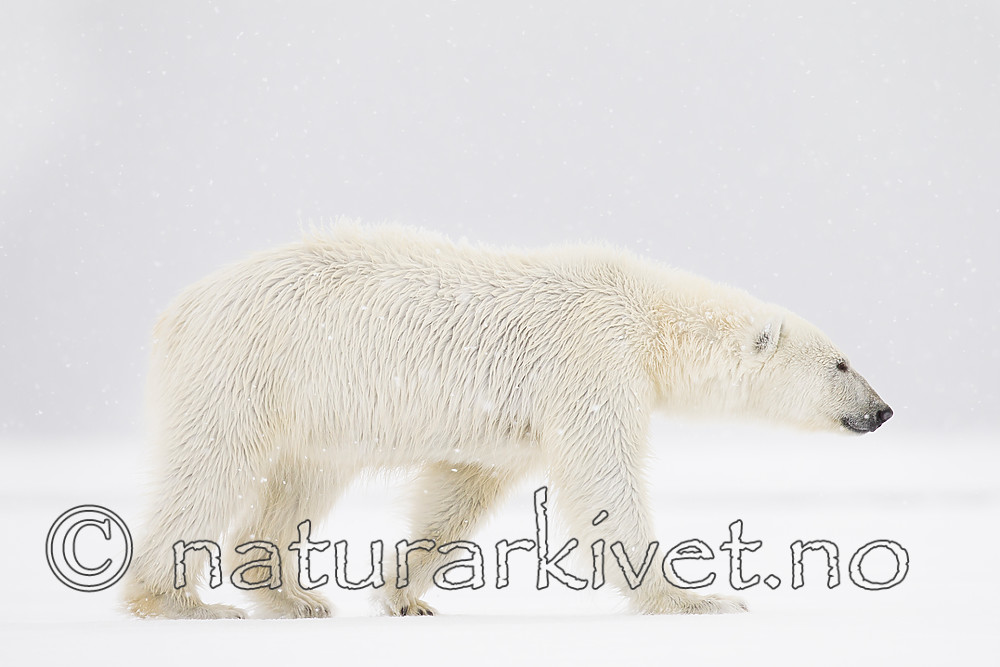 KA_140614_4695 / Ursus maritimus / Isbjørn