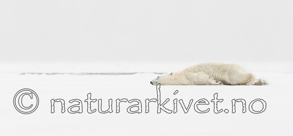 KA_140614_4706 / Ursus maritimus / Isbjørn