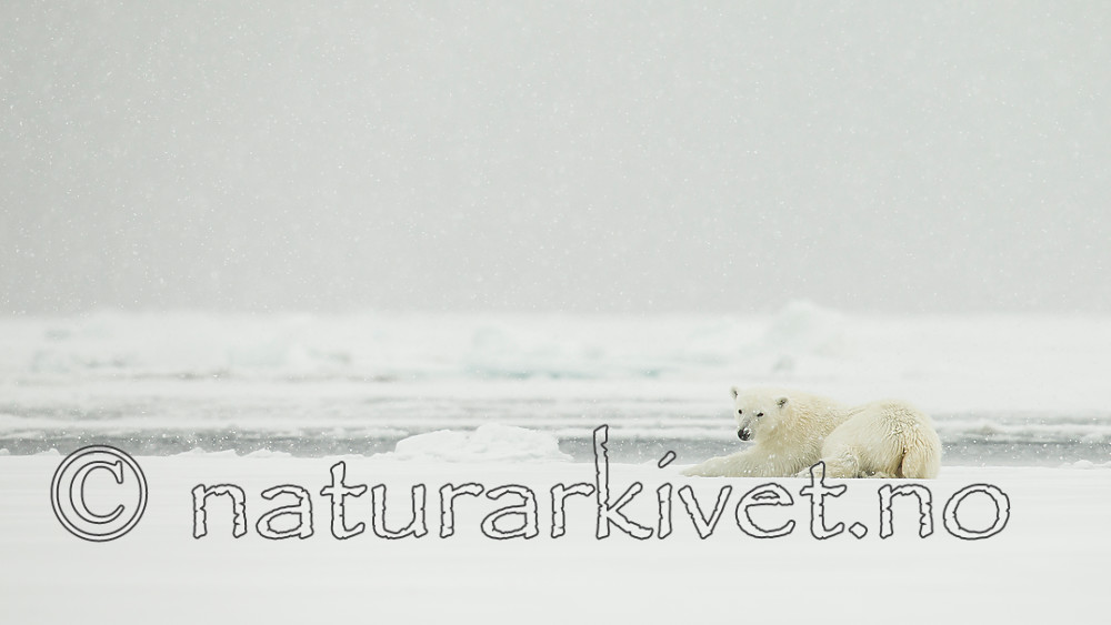 KA_140614_4739 / Ursus maritimus / Isbjørn