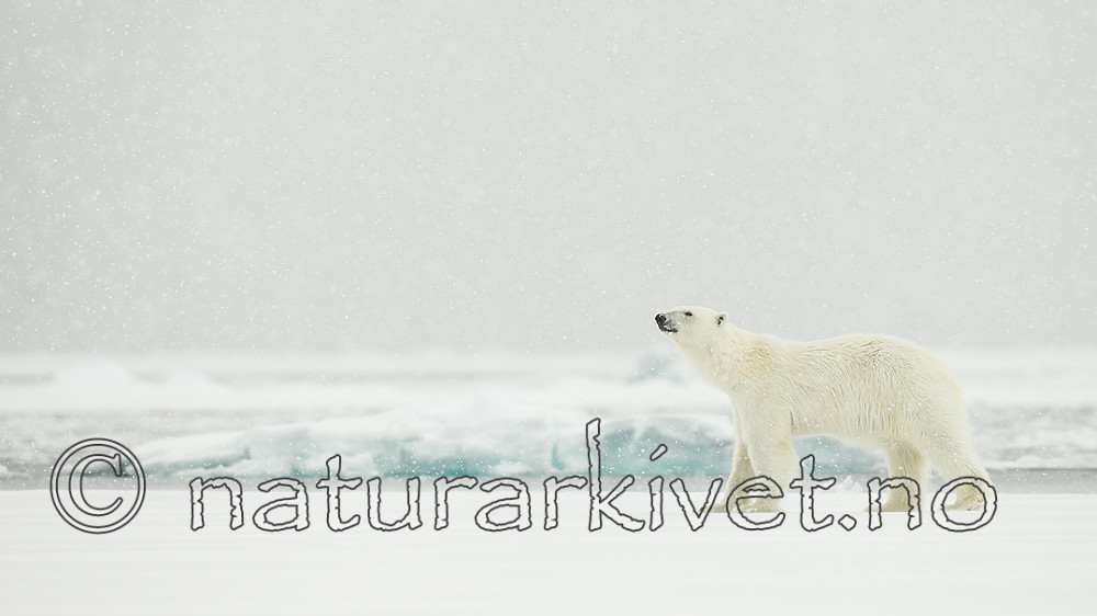 KA_140614_4741 / Ursus maritimus / Isbjørn