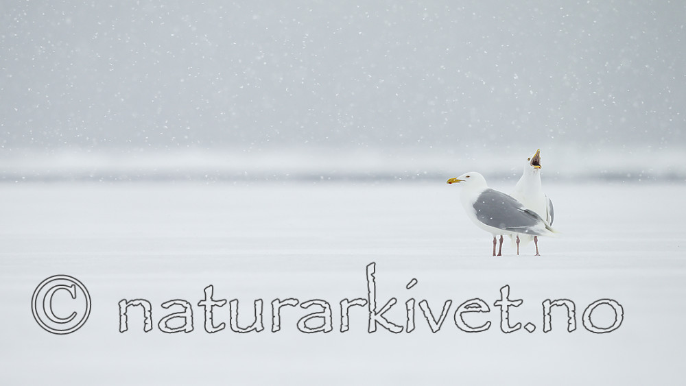 KA_140614_4750 / Larus hyperboreus / Polarmåke