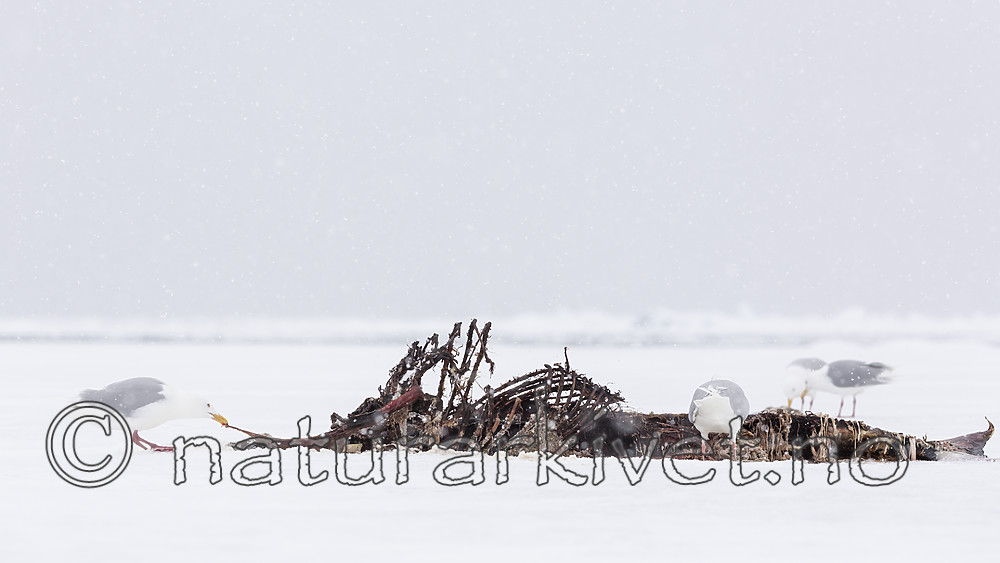 KA_140614_4751 / Larus hyperboreus / Polarmåke