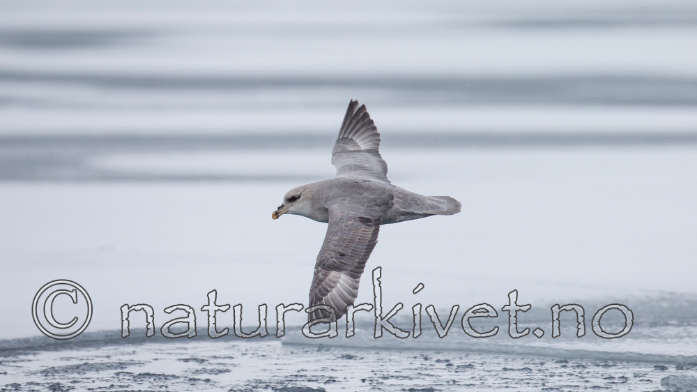 KA_140614_4771 / Fulmarus glacialis / Havhest