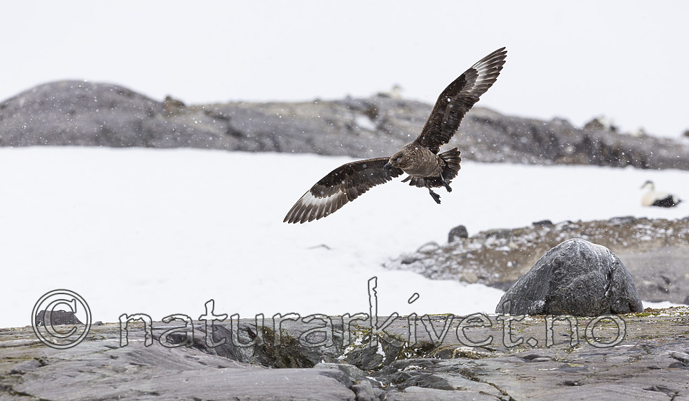 KA_140614_4782 / Stercorarius skua / Storjo