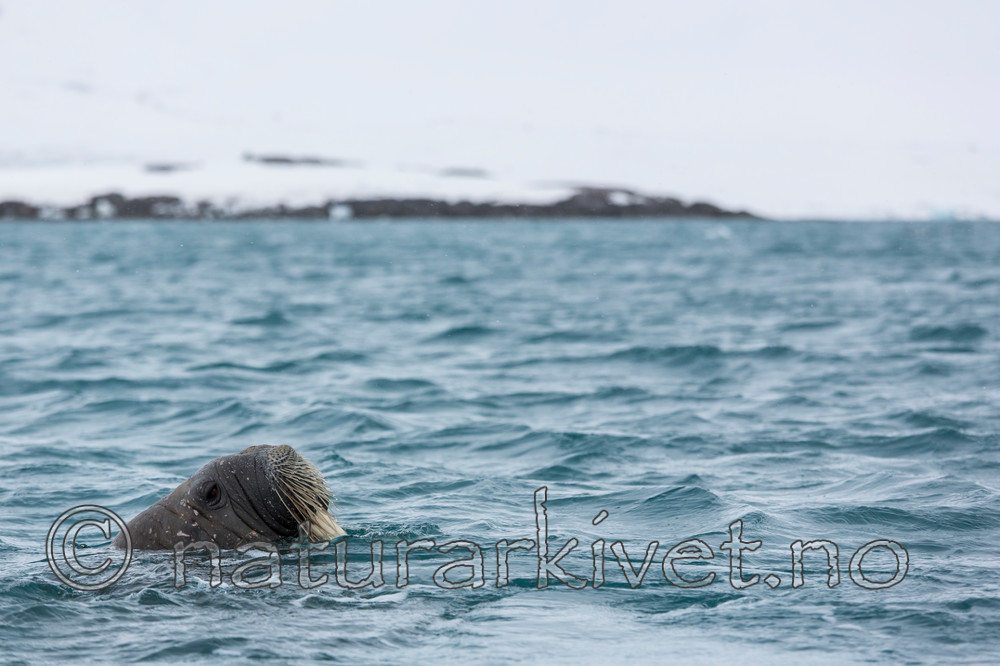 KA_140614_4788 / Odobenus rosmarus / Hvalross