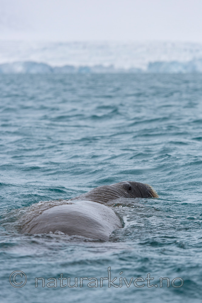 KA_140614_4790 / Odobenus rosmarus / Hvalross