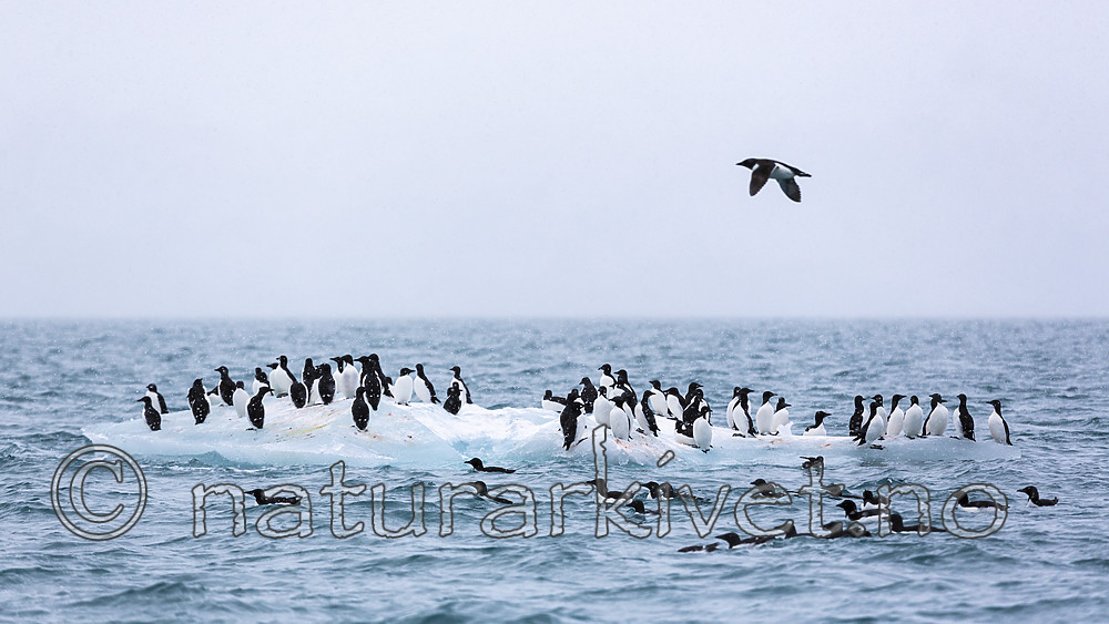 KA_140614_4804 / Uria lomvia / Polarlomvi