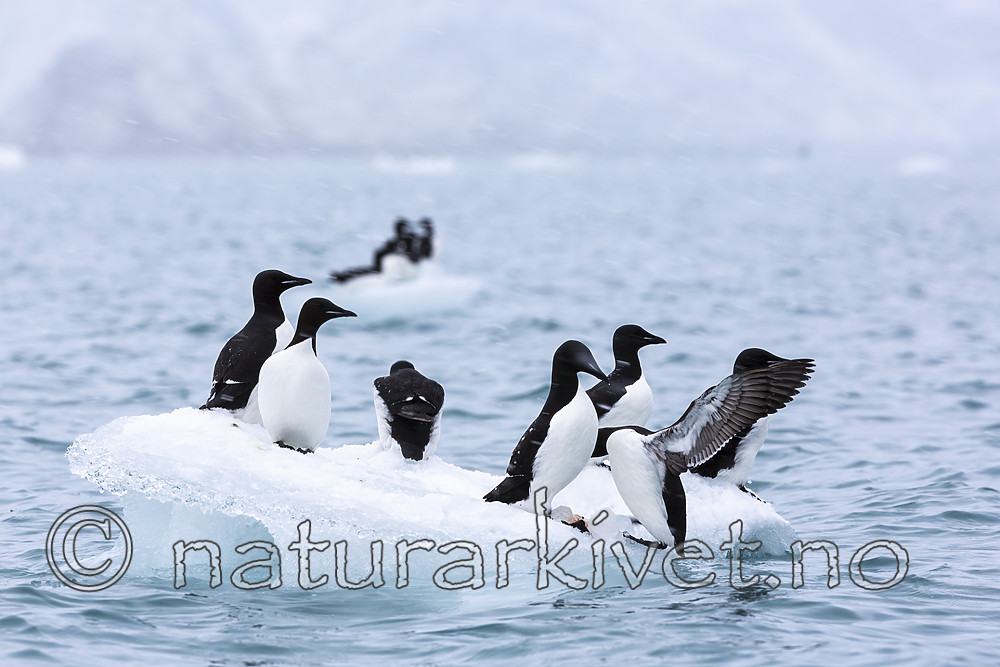 KA_140614_4809 / Uria lomvia / Polarlomvi