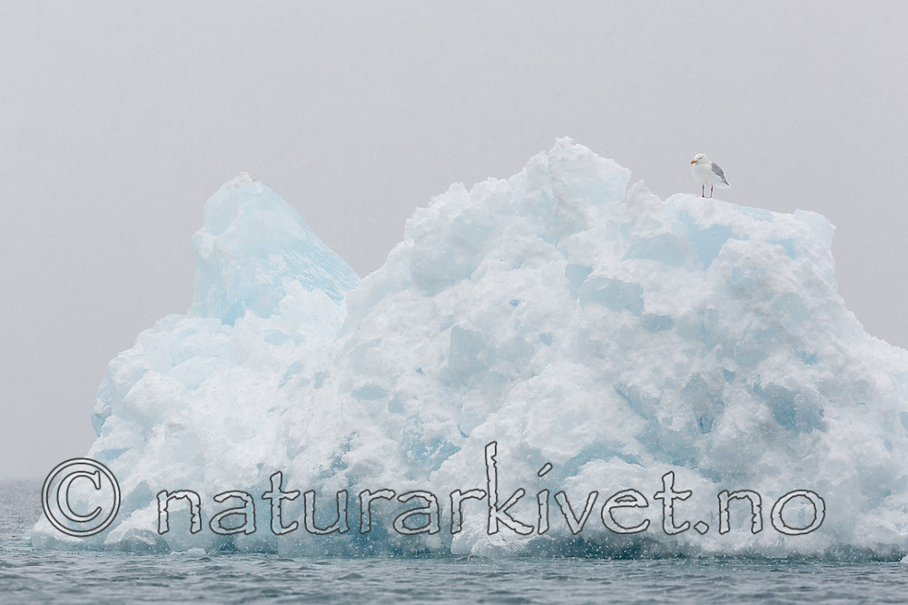 KA_140614_4812 / Larus hyperboreus / Polarmåke