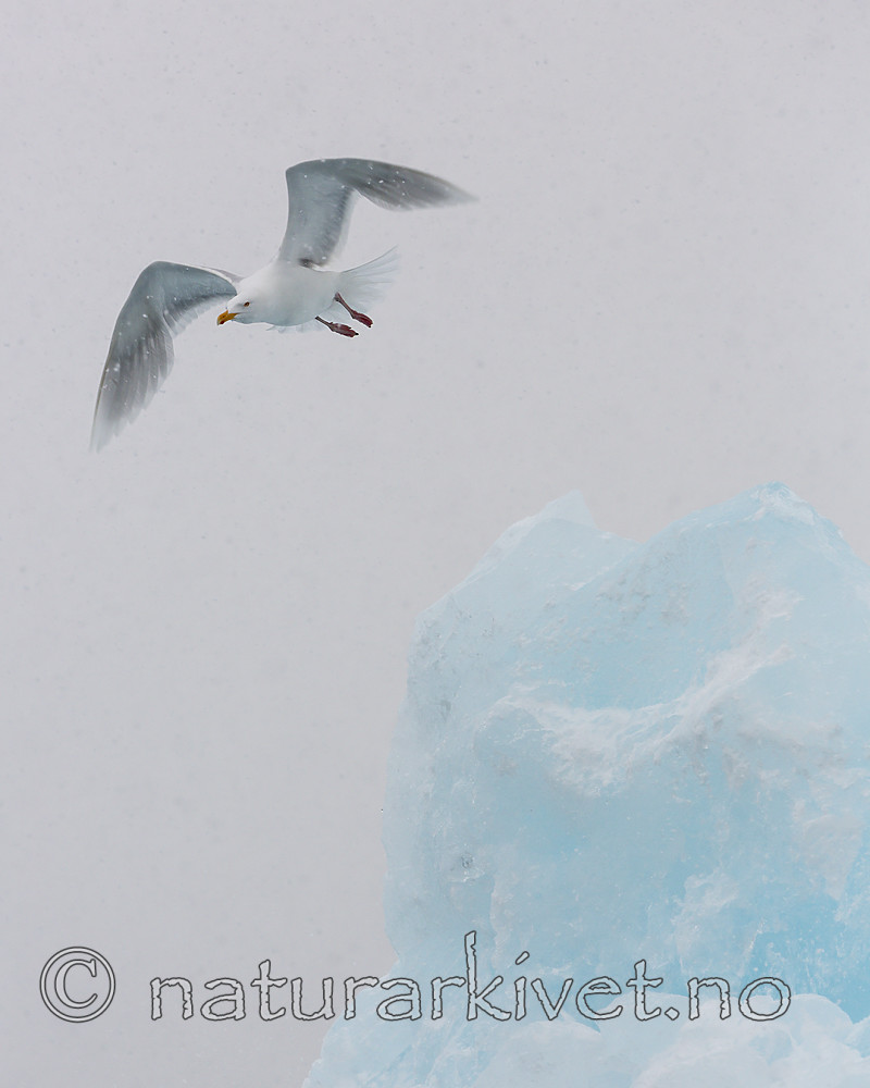 KA_140614_4821 / Larus hyperboreus / Polarmåke