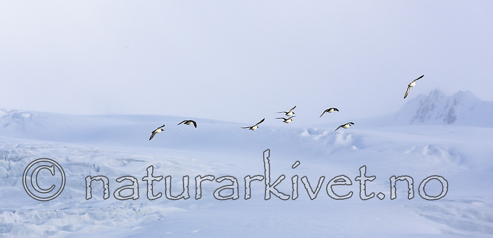 KA_140615_5029 / Uria lomvia / Polarlomvi