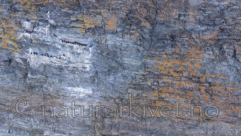 KA_140615_5050 / Uria lomvia / Polarlomvi