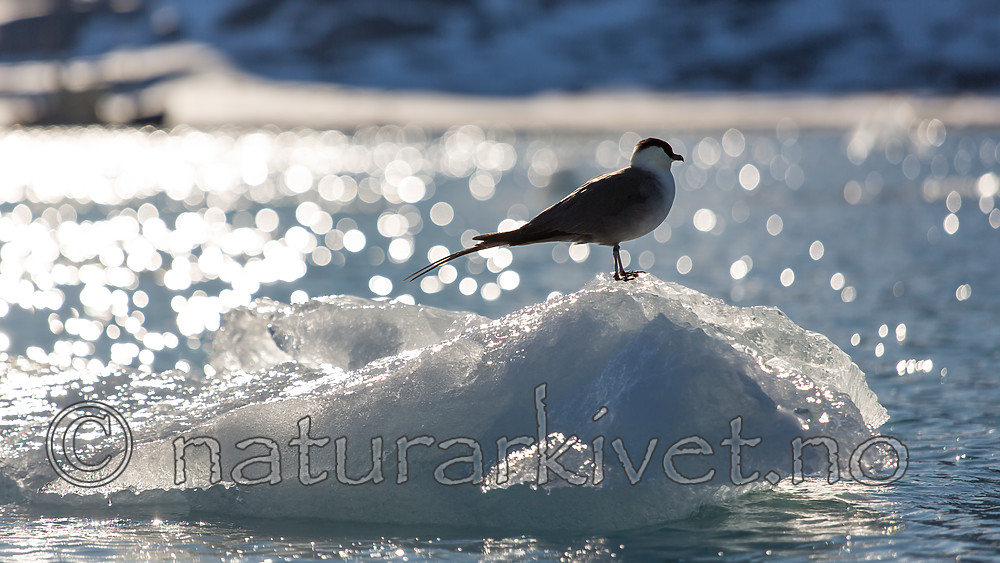 KA_140615_5091 / Stercorarius longicaudus / Fjelljo