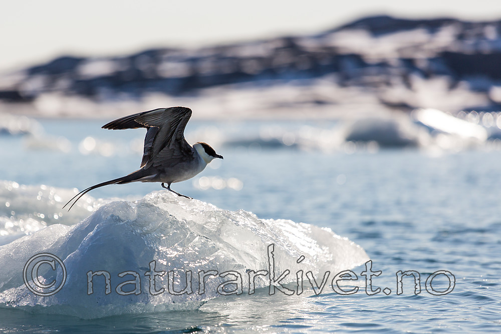 KA_140615_5093 / Stercorarius longicaudus / Fjelljo