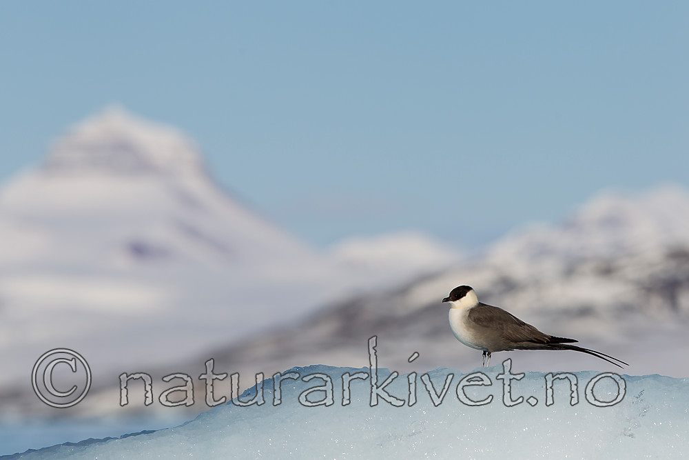 KA_140615_5105 / Stercorarius longicaudus / Fjelljo