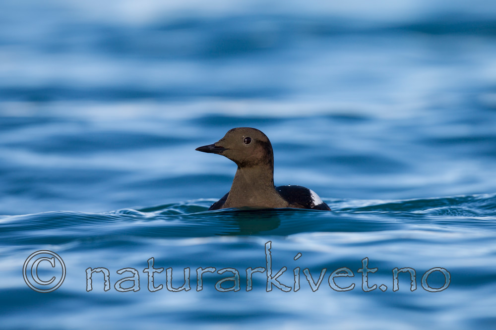 KA_140615_5125 / Cepphus grylle / Teist