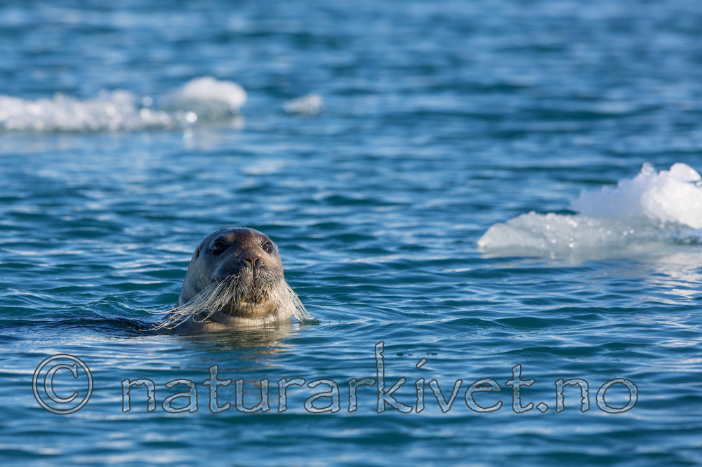 KA_140615_5131 / Erignathus barbatus / Storkobbe