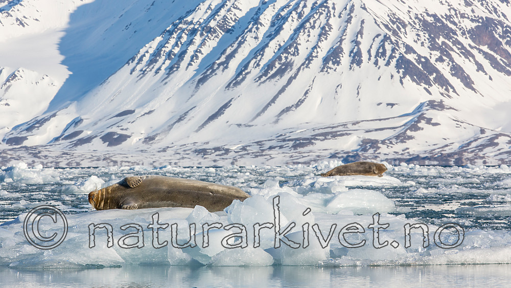 KA_140615_5148 / Erignathus barbatus / Storkobbe