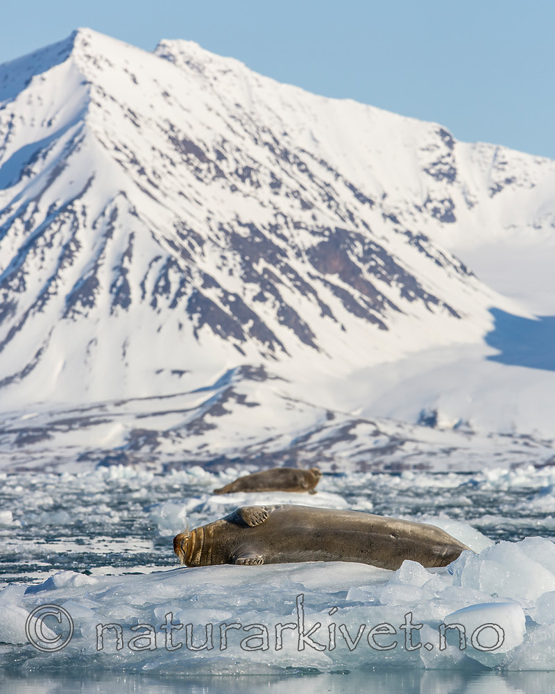 KA_140615_5150 / Erignathus barbatus / Storkobbe